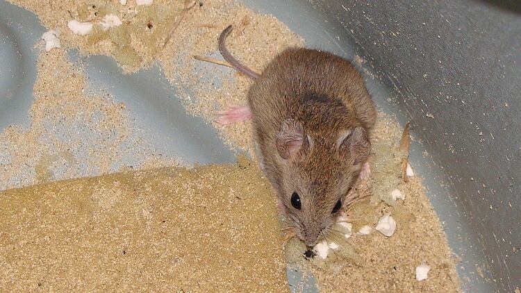 El ratón maicero parece cándido pero no los es. Es el portador del arenavirus en Bolivia y Argentina. La OPS recomienda realizar periódicamente campañas de control de roedores y usar equipos de protección para los trabajadores rurales
