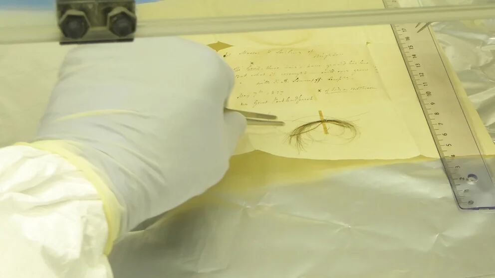 Imagen de uno de los mechones de cabello de Beethoven utilizados en el estudio para secuenciar su genoma; proceso realizado en el Max Planck Institute for the Science of Human History, localizado en Alemania 