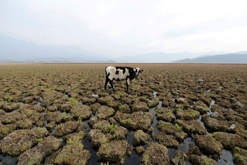 ¿Hasta qué punto las vacas están poniendo en peligro la vida en nuestro planeta por encima de otros factores? (REUTERS/Matias Delacroix)
