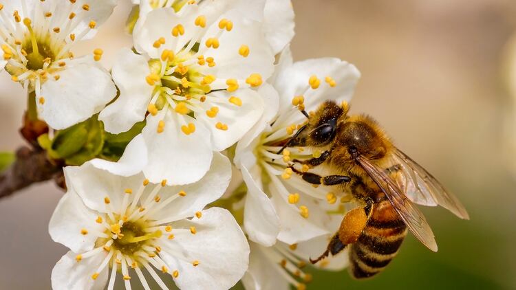 Las abejas entienden el concepto del cero (Foto: Archivo)
