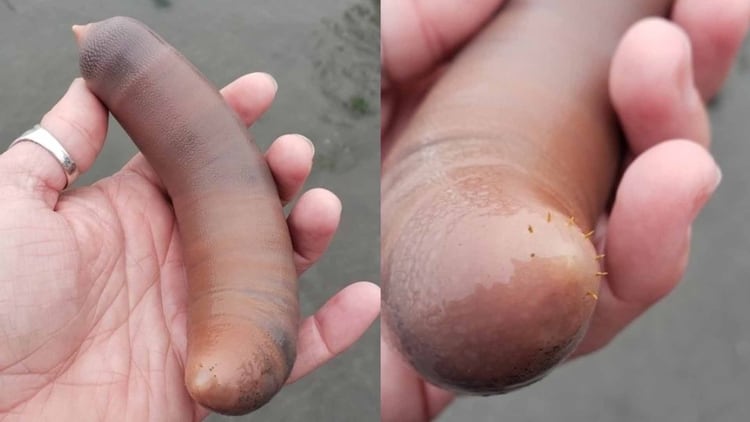 La extraña criatura puede llegar a medir hasta 25 centímetros (Foto: Twitter@alisonkestrel)