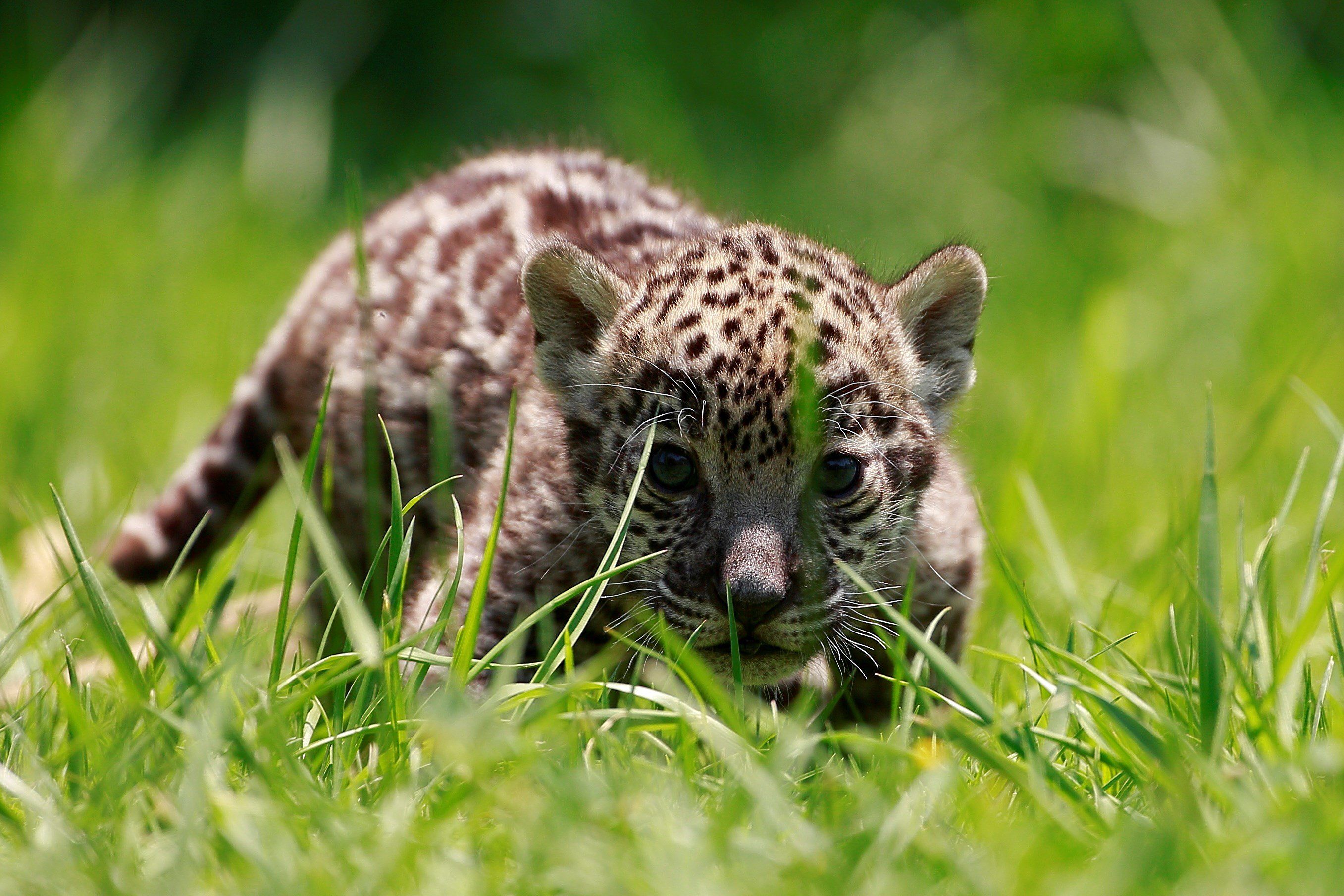 La fotografía muestra un jaguar nacido en el Zoológico Reino Animal de Otumba, en el Estado de México (Foto: EFE)