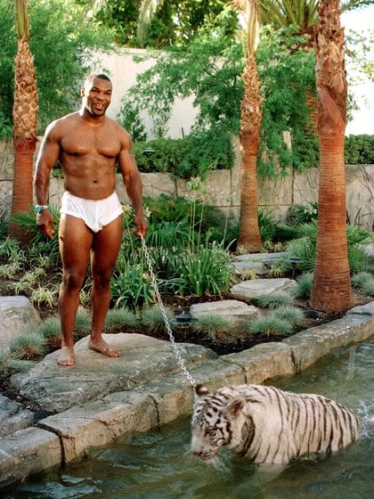 Tyson con el tigre que tuvo en su mansión (Foto: Shutterstock)