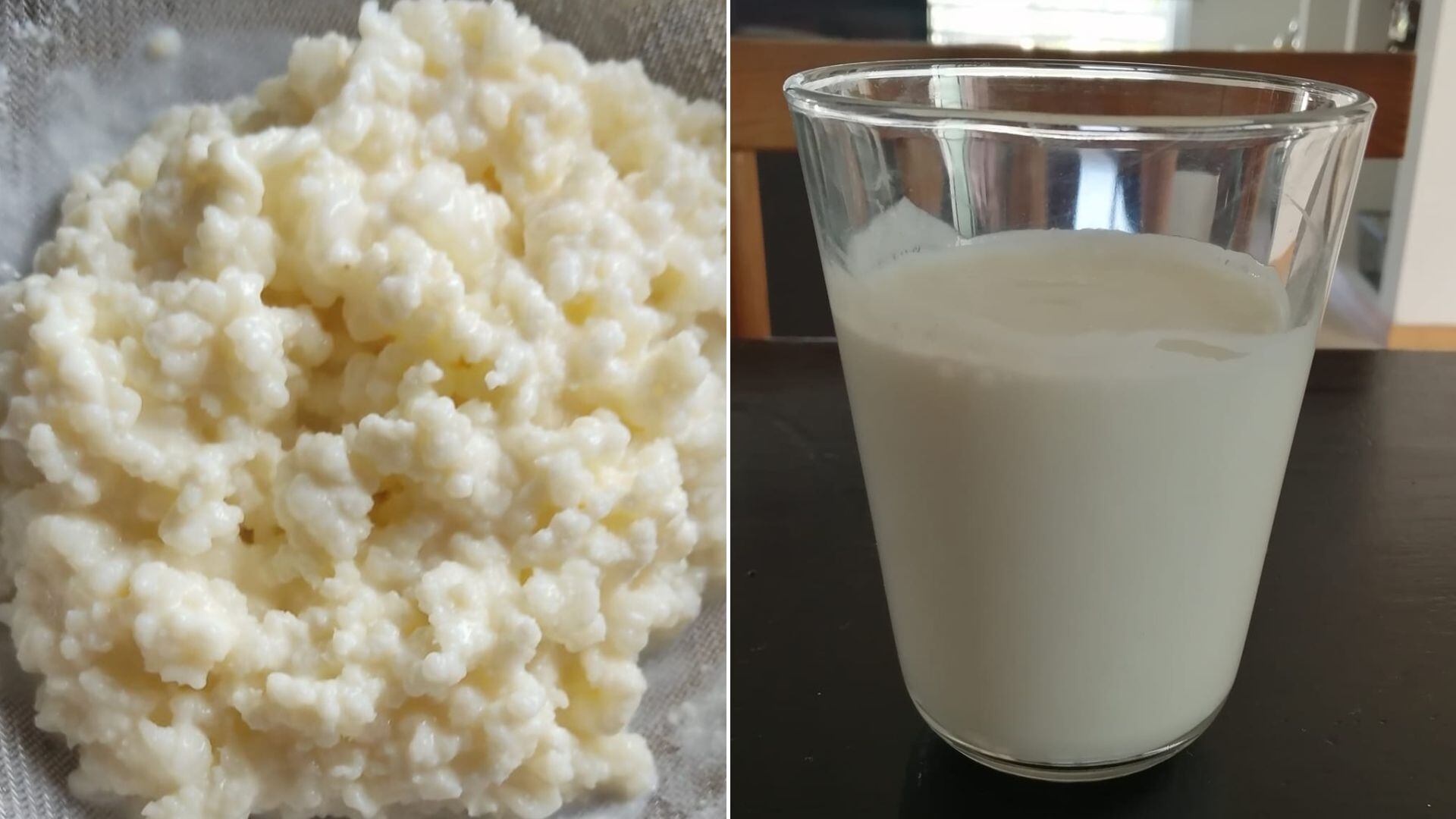 Los búlgaros de leche son muy beneficiosos para la salud. (Facebook: kefir, yogurt, kombucha, recetas y mucho más)