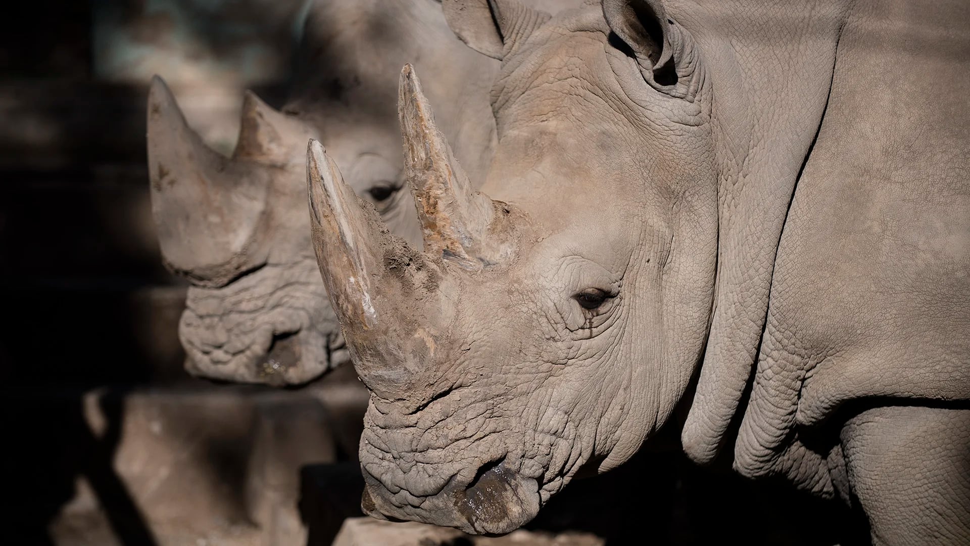 Rinocerontes en el Ecoparque de la Ciudad. (Adrián Escandar)