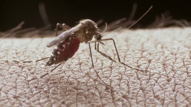 El mosquito que transmite el dengue ingresó al país cuando el clima empezó a tropicalizarse