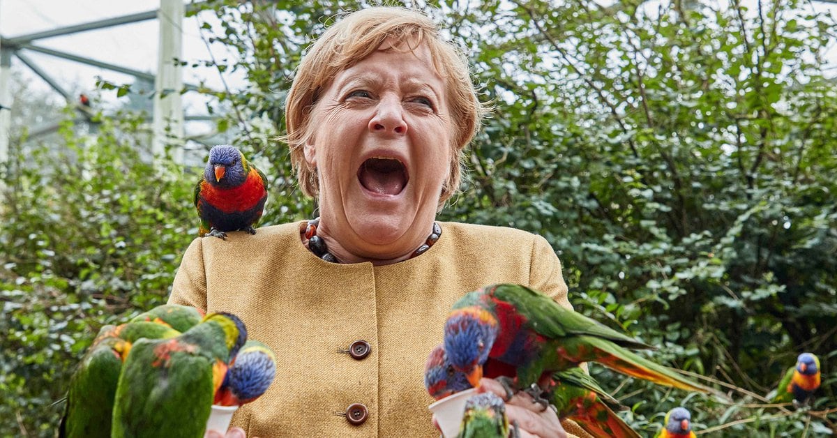 Wahlen in Deutschland: Von Papageien gebissene Merkel beendet Wahlkampf und verabschiedet sich nach 16 Jahren von der politischen Szene