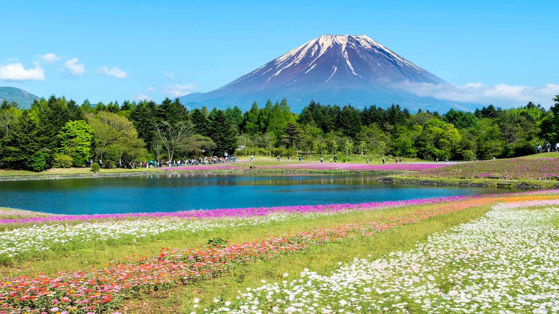 El temporada ‘baja’ ese es el color de sus vegetación, este año florece más tarde a partir de la segunda semana de mayo (iStock)