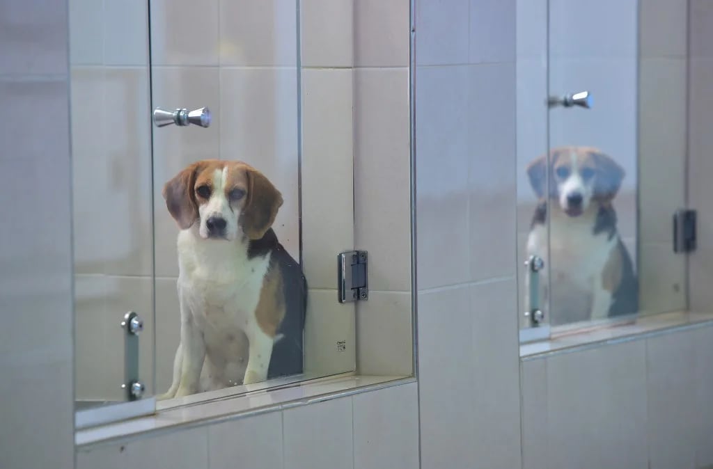 Perros clonados en el centro Sooam Biotech (AFP)
