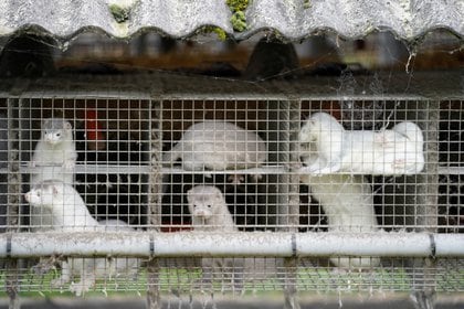 Visones en una granja criadero en Dinamarca (Ritzau Scanpix/Mads Claus Rasmussen via REUTERS) 