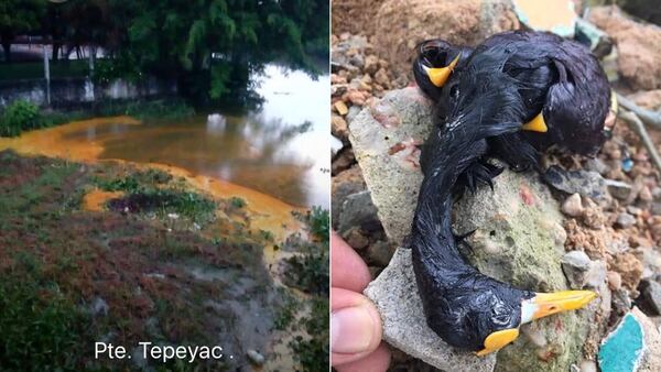 El robo de combustible en Veracruz ocasionÃ³ un derrame de petrÃ³leo que provocÃ³ la muerte de especies y afectaciones al ambiente. (Fotos: @PTNanchital y @tinobolanosjr)