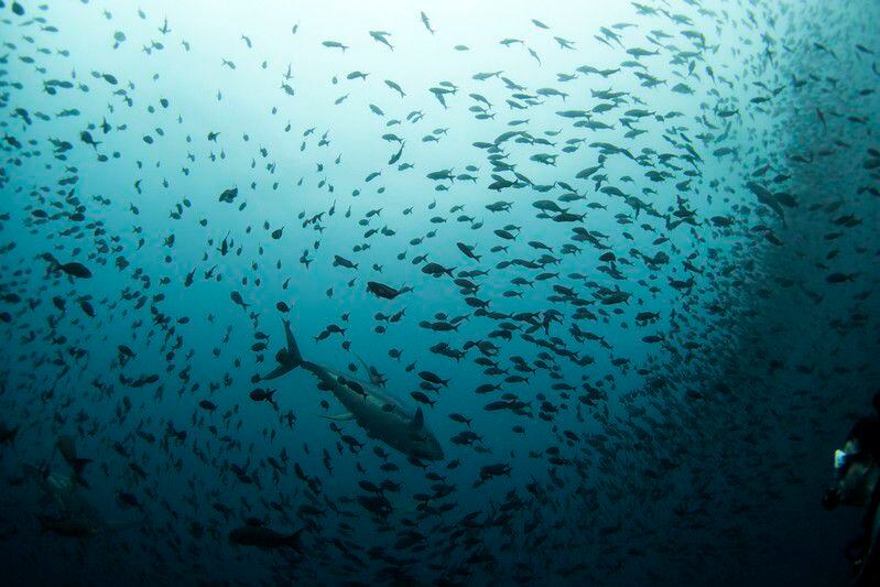 Los océanos son una de las principales reservas de biodiversidad en el mundo. Constituyen más del 90% del espacio habitable del planeta y contienen unas 250 mil especies conocidas y muchas más que aún quedan por descubrir (REUTERS/Jorge Silva)