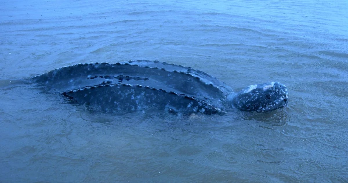 They found the world's largest turtle species in Punta del Este
