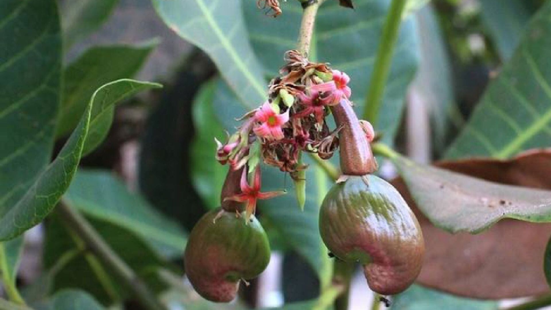 Casho – planta medicinal – Perú – historias – 19 mayo