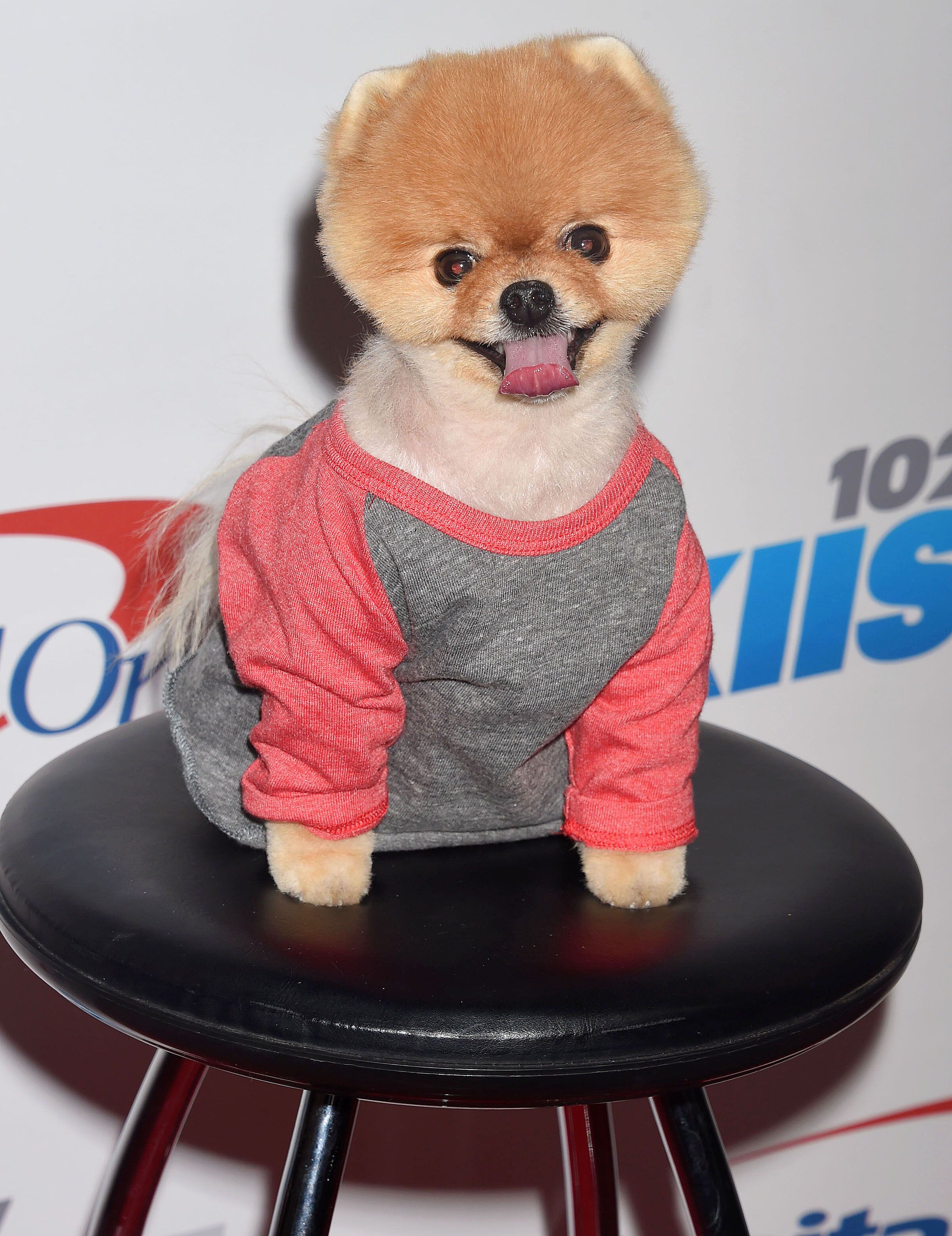 JiffPom es un pequeño perro de Pomerania que tiene dos récords mundiales Guinness por su velocidad en solo dos de sus cuatro patas. A menudo se le ve con atuendos de moda en sus múltiples apariciones de celebridades, incluido el video musical de la canción de Katy Perry “Dark Horse” (Shutterstock)