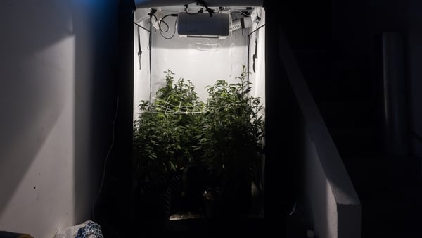 Cultivo personal de marihuana en el interior de una casa (Adrián Escandar)
