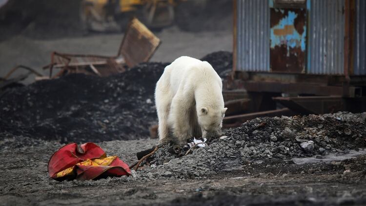 En febrero de 2019, las islas de Novata Zemlaya decretaron el estado de emergencia por la invasión de osos polares que se adentraban en tierra firme por la dificultad de cazar en el Ártico ruso (Foto: Reuters/Irina Yarinskaya/Zapolyarnaya Pravda)