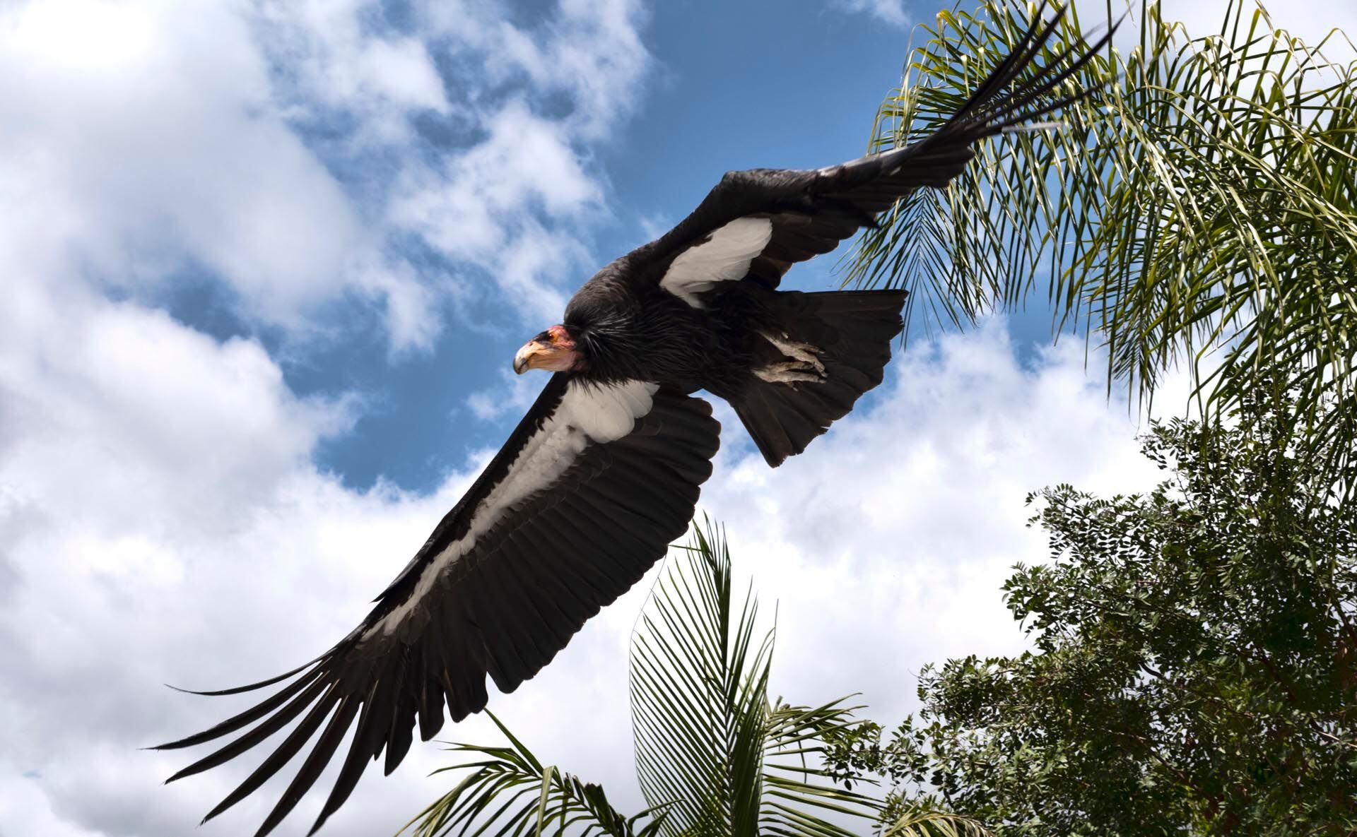 The program aims to save California condors from extinction. (AP Photo/Richard Vogel,File)