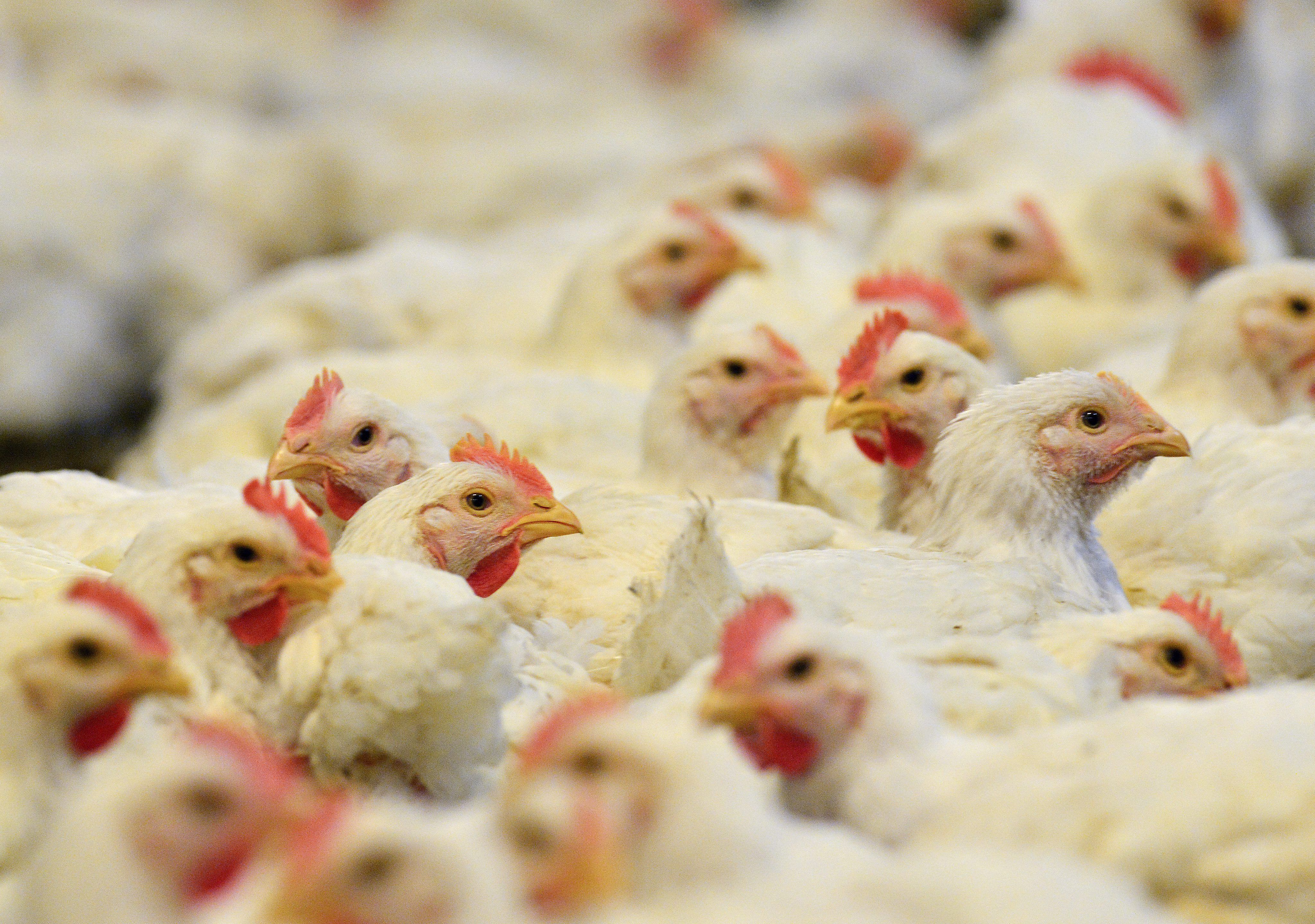 La gripe aviar se ha extendido a varios países y millones de aves debieron ser sacrificadas (EFE/Erik S. Lesser)
