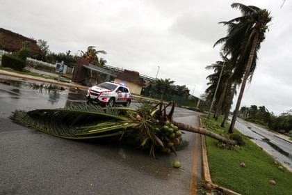 En algunas avenidas de Cancún se cayeron árboles que obstaculizaron las calles/7 de octubre (Foto: REUTERS/Henry Romero)