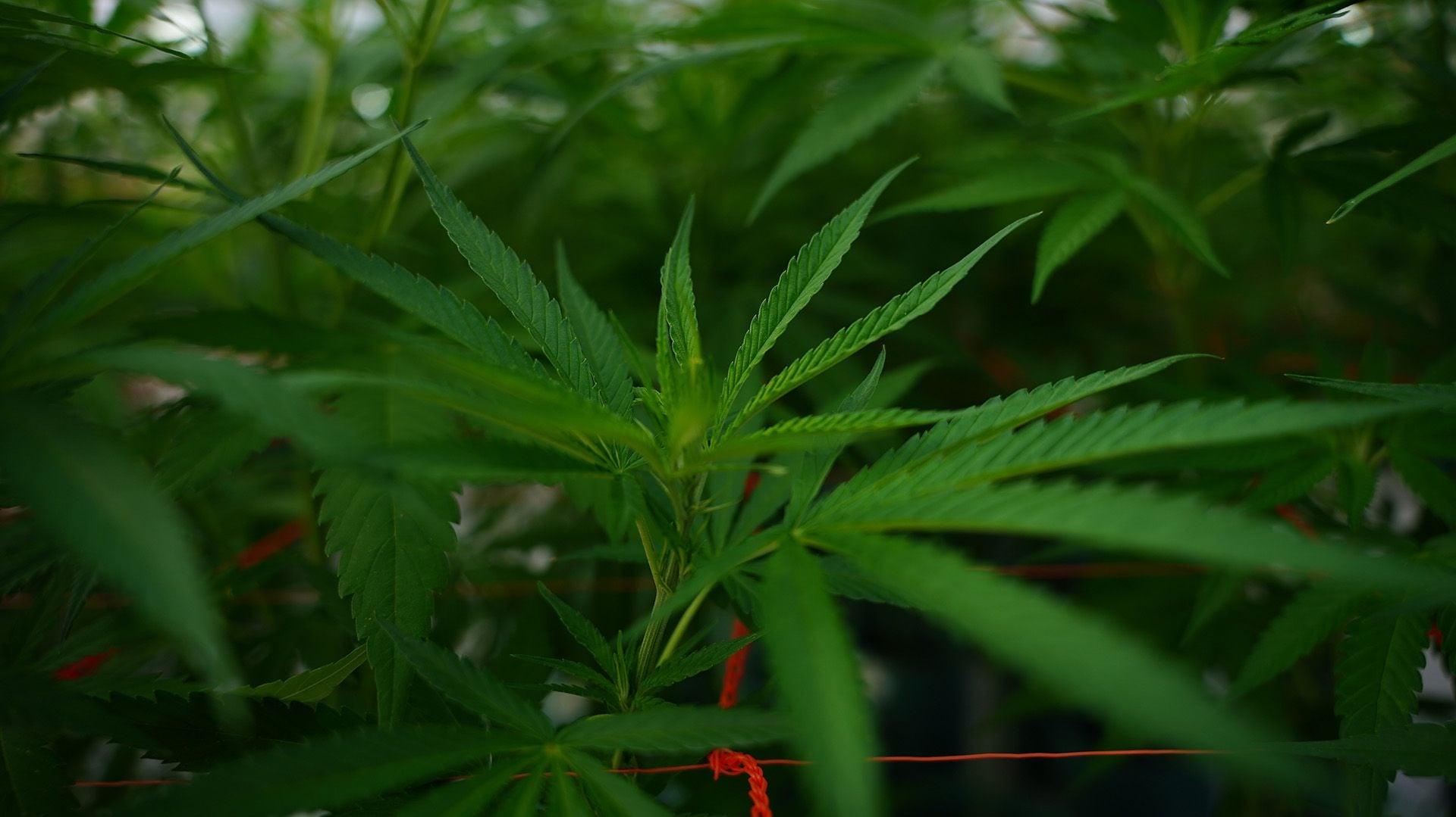 Cuántas Plantas De Cannabis Se Podrán Tener Para Uso Medicinal Y El