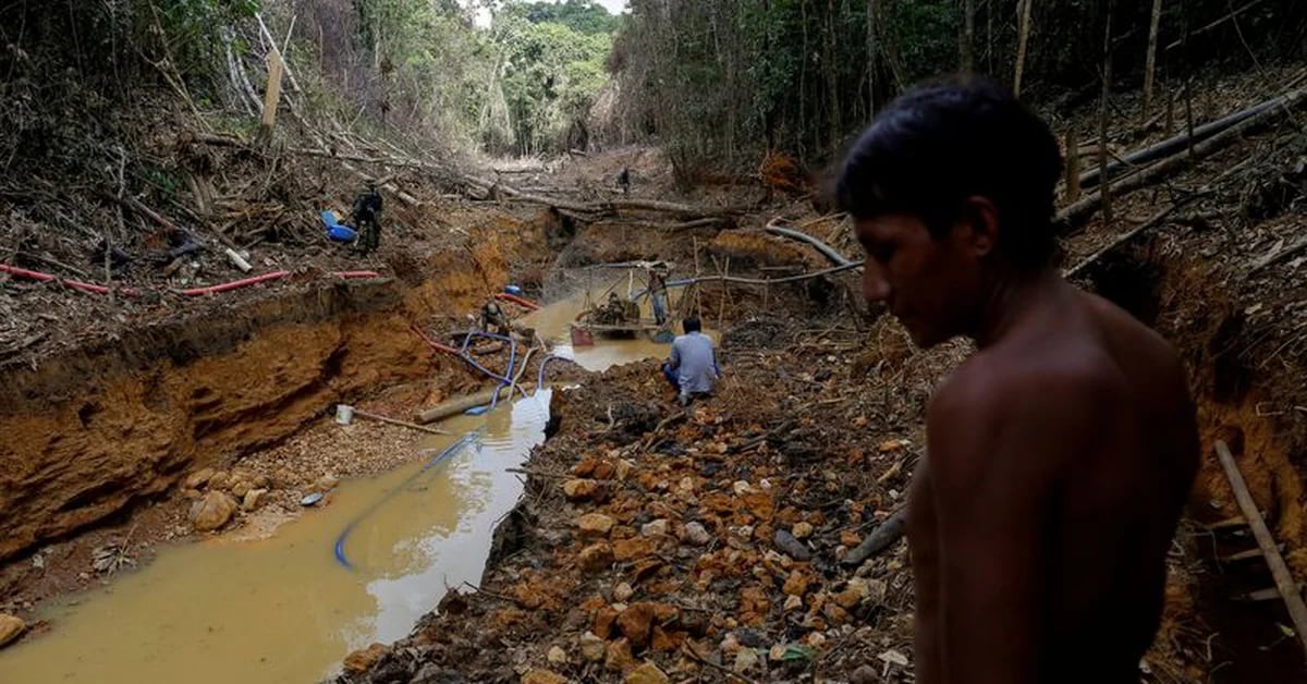 The Brazilian Senate assured that 19,000 illegal miners who contaminated the Yanomami reserve
