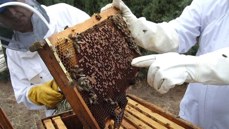 En septiembre, 500 millones de abejas murieron en Brasil (Archivo)