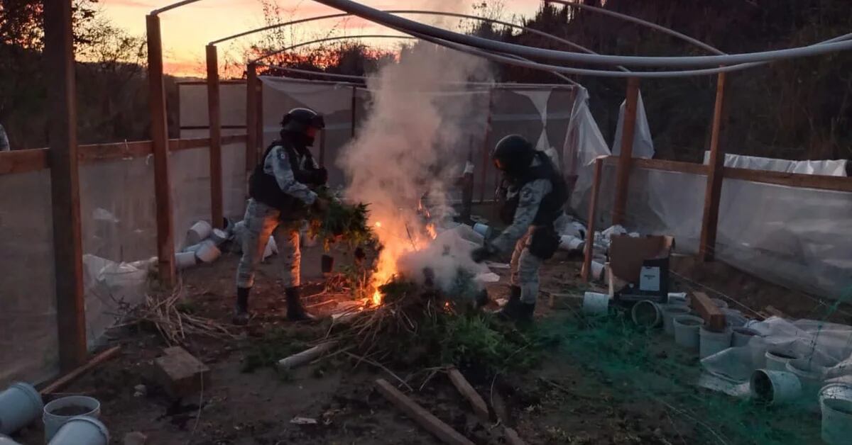 The National Guard found and destroyed a clandestine marijuana greenhouse