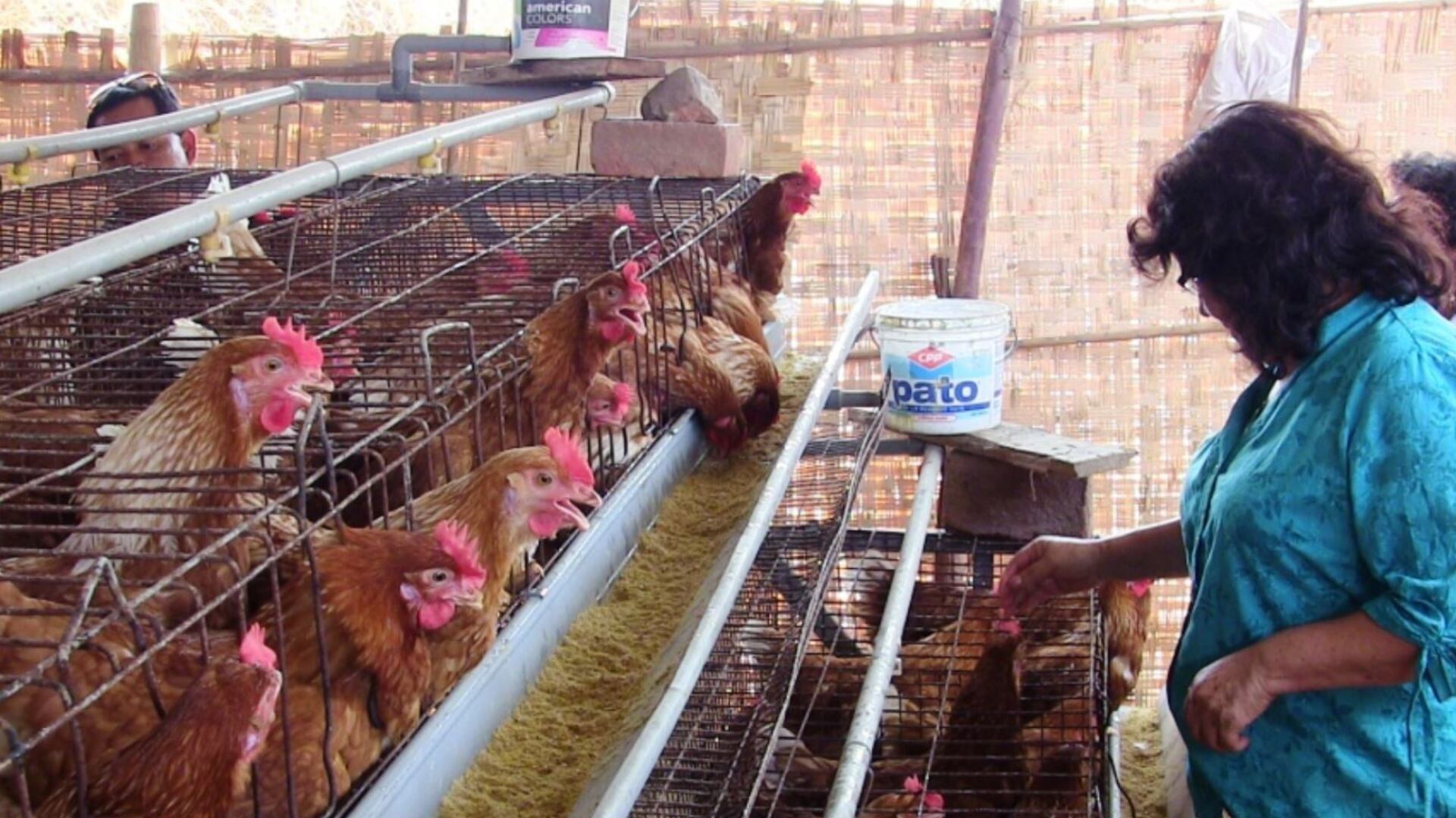 Gripe aviar en humanos en PerúFoto: Andina