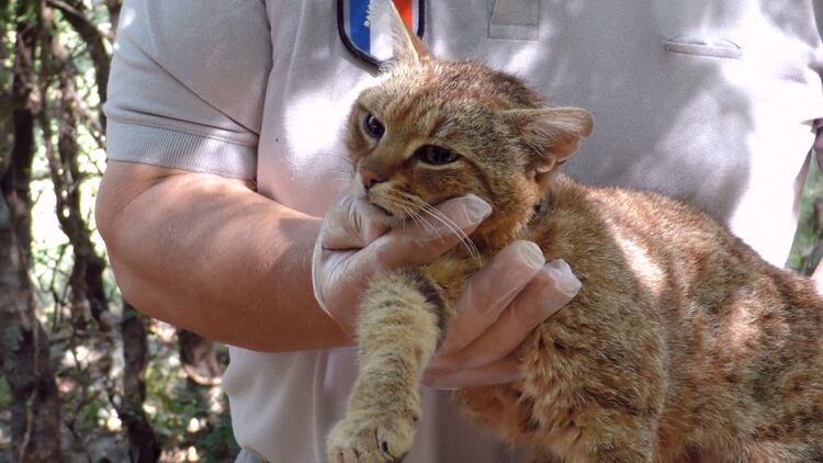 A esta especie se le podría considerar como “el tatarabuelo del gato doméstico europeo”. (Foto: AFP)