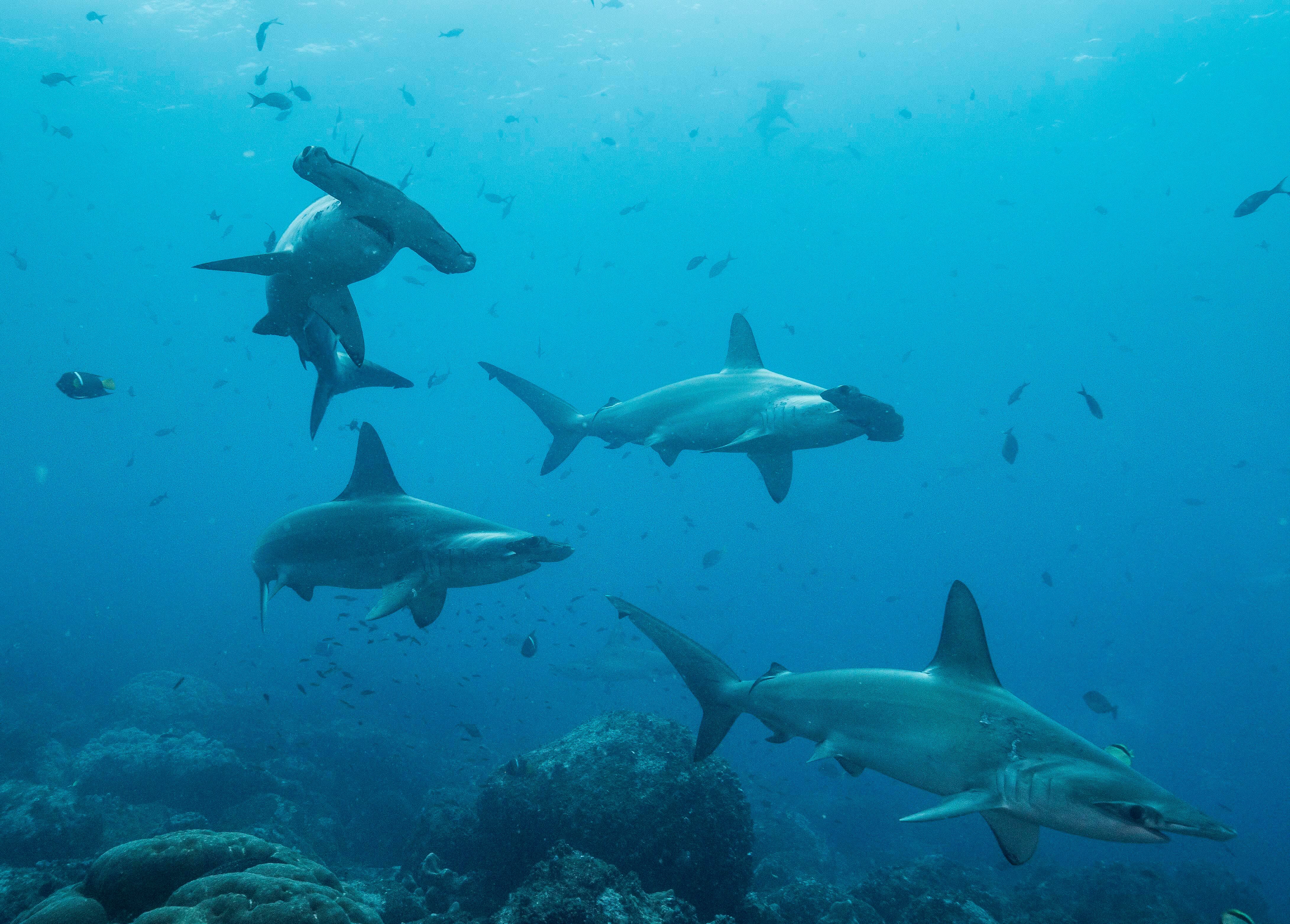 Un grupo de tiburones en las aguas de las islas Galápagos, entre ellos hembras de tiburón martillo. EFE/Pelayo Salinas/Fundación Charles Darwin
