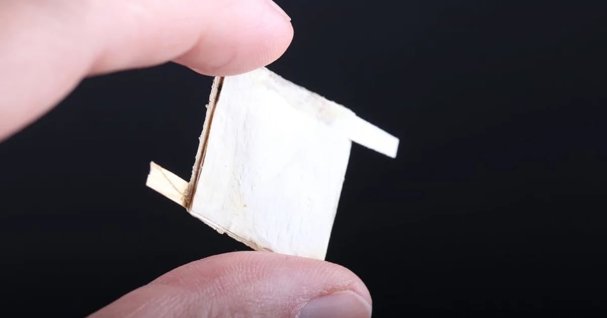 Scientists use fungi to create biodegradable chips