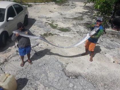 Pez remo gigante se aparece en la isla de Cozumel días antes del sismo del 23 de junio (Foto: Facebook Macheto Snap Cozumel Surf)