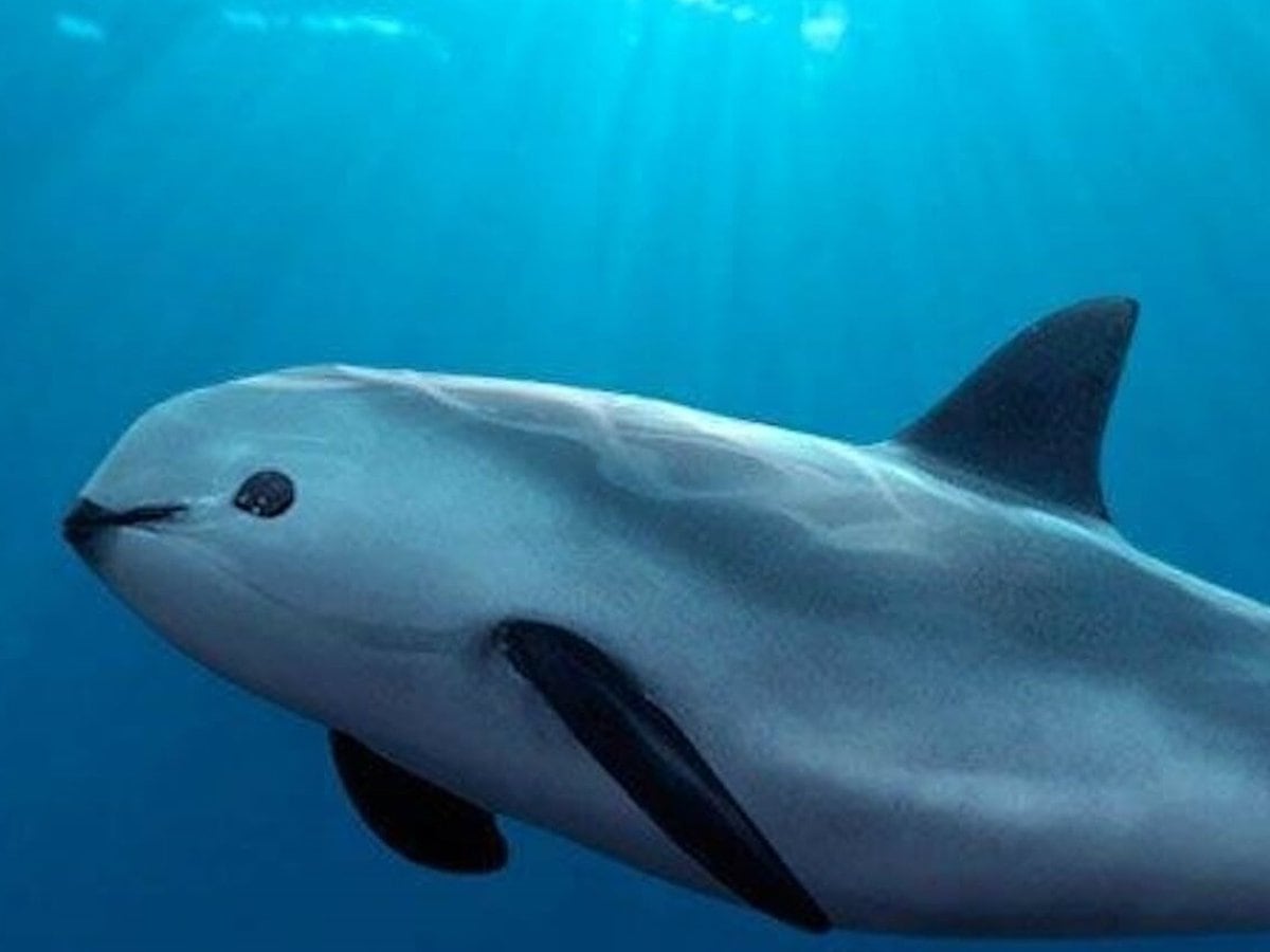 Delfines entrenados por la Armada de Estados Unidos irán al rescate de una  especie mexicana en vías de extinción - Infobae