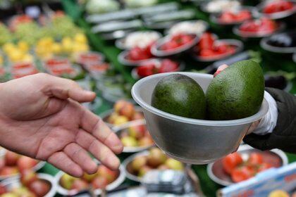 México exporta el 30% del aguacate a nivel mundial (Foto: EFE / Andy Rain)