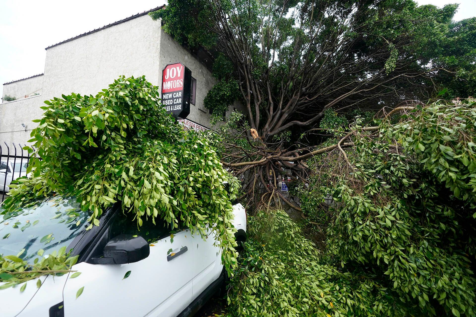 Un árbol caído yace sobre un auto estacionado en Los Ángeles.