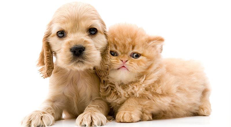 En ningún caso hay que cortar el bigote de perros o gatos; más bien, hay que conservarlo (Getty)