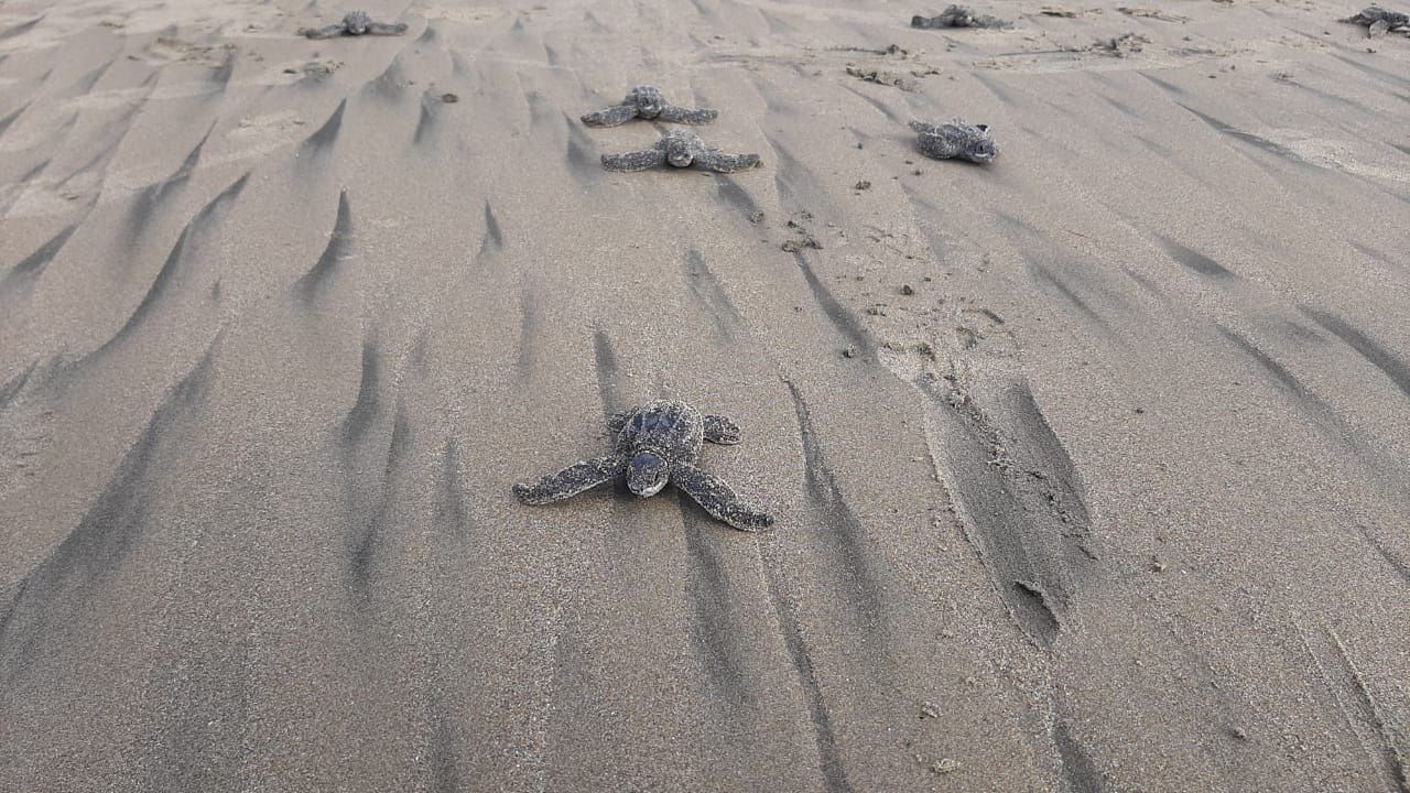 Fotografía del pasado fin de semana, cedida por el Ministerio de Ambiente de Ecuador, que muestra tortugas laúd recién nacidas, en la playa de Punta Bikini, provincia de Manabí (Ecuador). EFE/Ministerio de Ambiente de Ecuador
