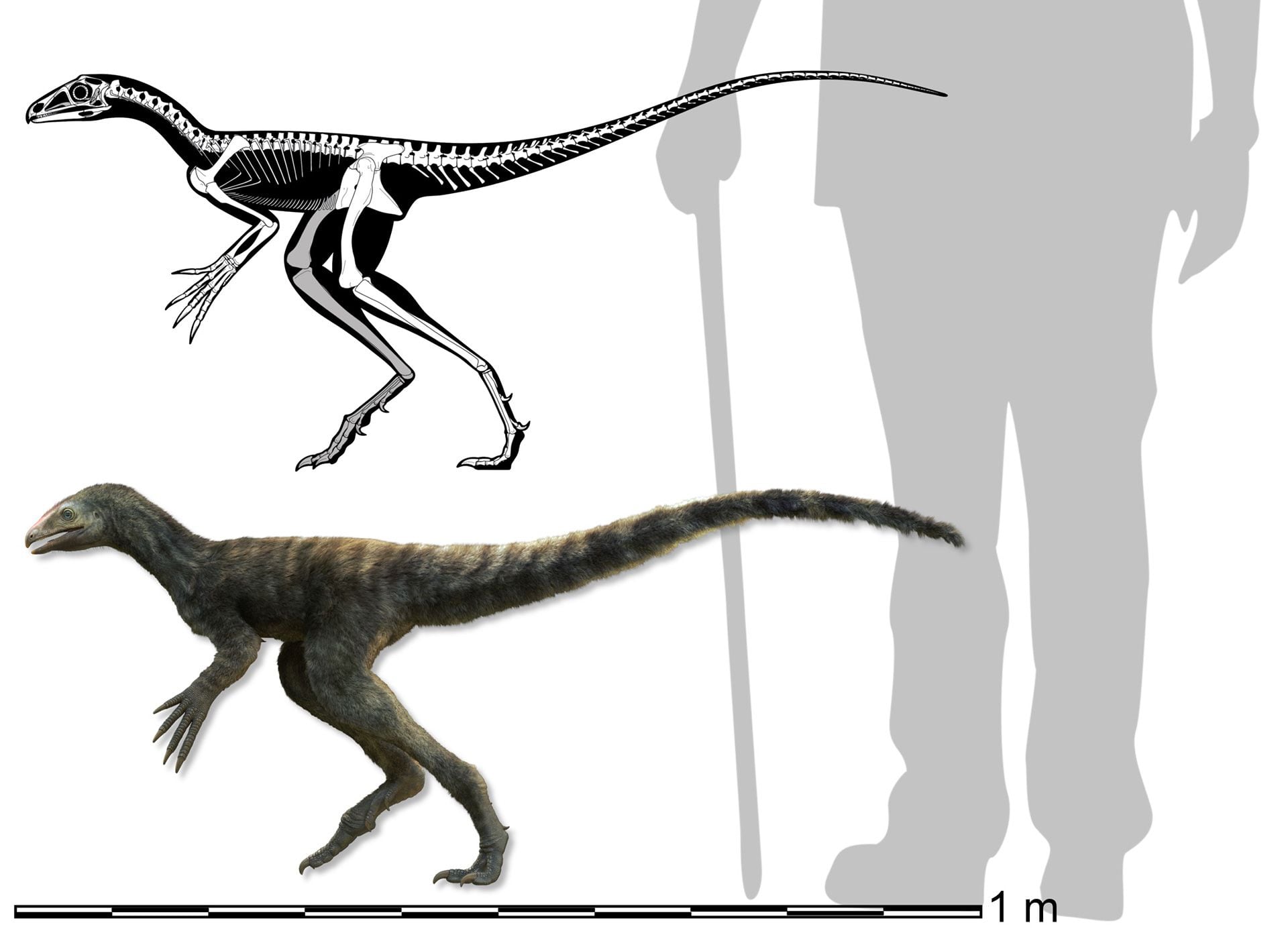 Cómo era el Venetoraptor en tamaño con respecto a los humanos de hoy. Vivió hace 230 millones de años, cuando los humanos aún no existían/
Caio Fantini