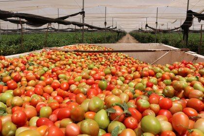 El tomate fue uno de los productos que más aumentó durante el 2020, con aumentos mensuales de hasta 50%. En diciembre bajó porque es la época de mayor producción (Reuters)