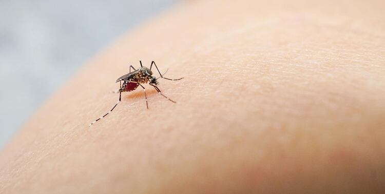 Argentina registró 3.209 enfermos de dengue en 2019 y más de 70 personas en lo que va del 2020 (Shutterstock)