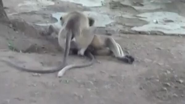 El mono murió tras sufrir una descarga eléctrica