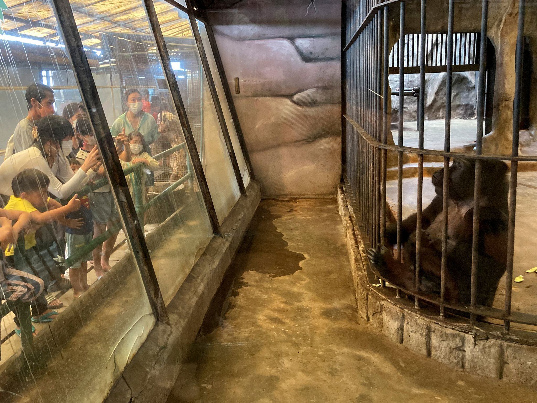 Visitantes del Pata Zoo en la azotea de un centro comercial de Bangkok fotografían a la gorila Bua Noi. (Carola Frentzen/dpa)