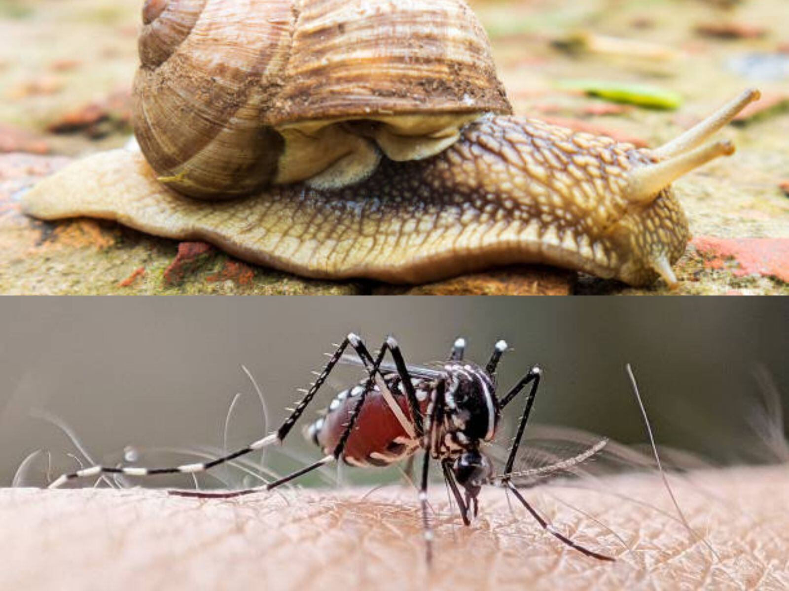 En los últimos años, la proliferación del caracol africano (Achatina fulica) y el mosquito del dengue (Aedes aegypti) ha representado un peligro creciente para la salud pública y los ecosistemas locales en diversas partes del mundo - crédito iStock