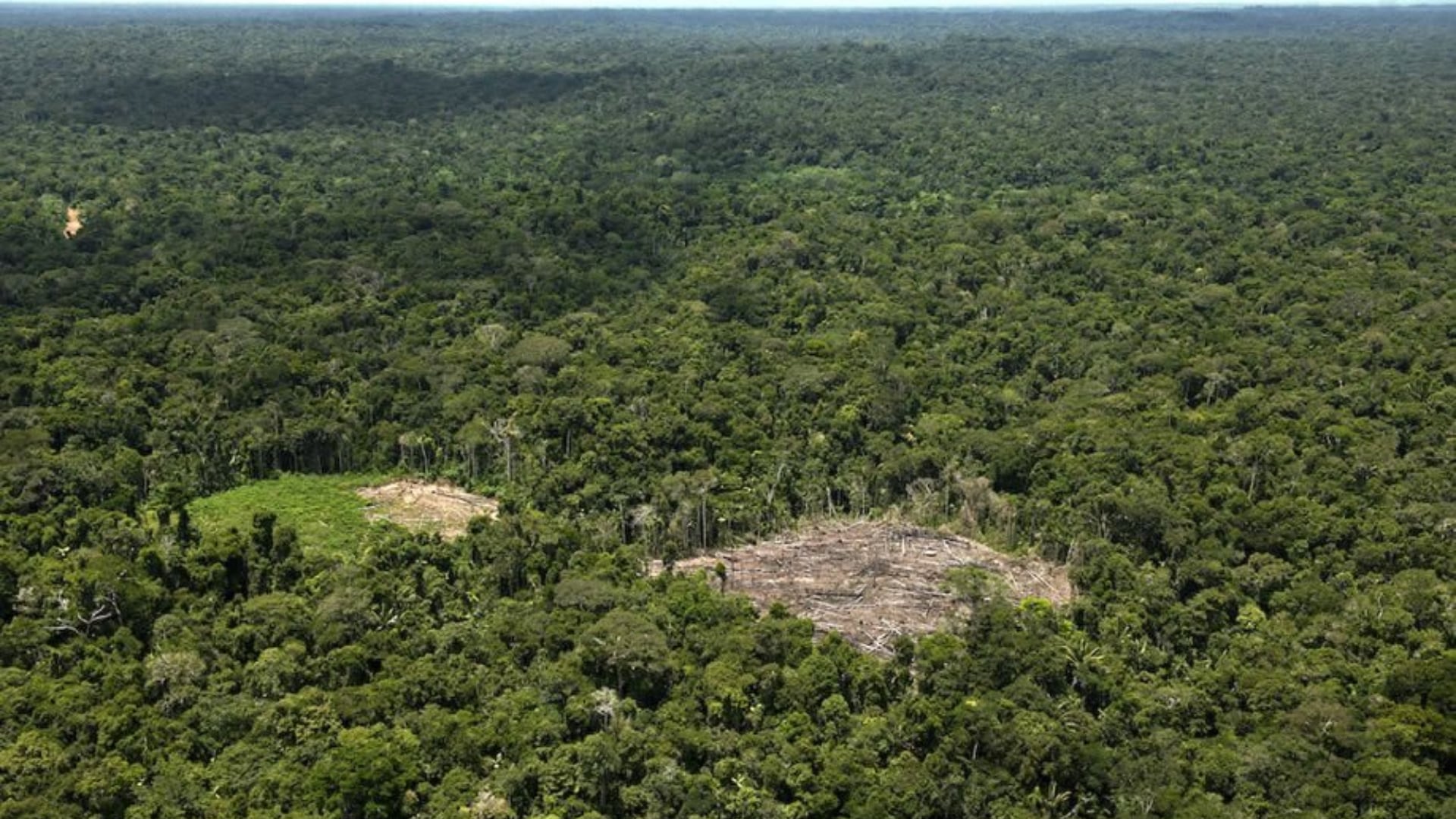 Modificaciones a la ley forestal implica avance de la deforestación ilegal en Perú.