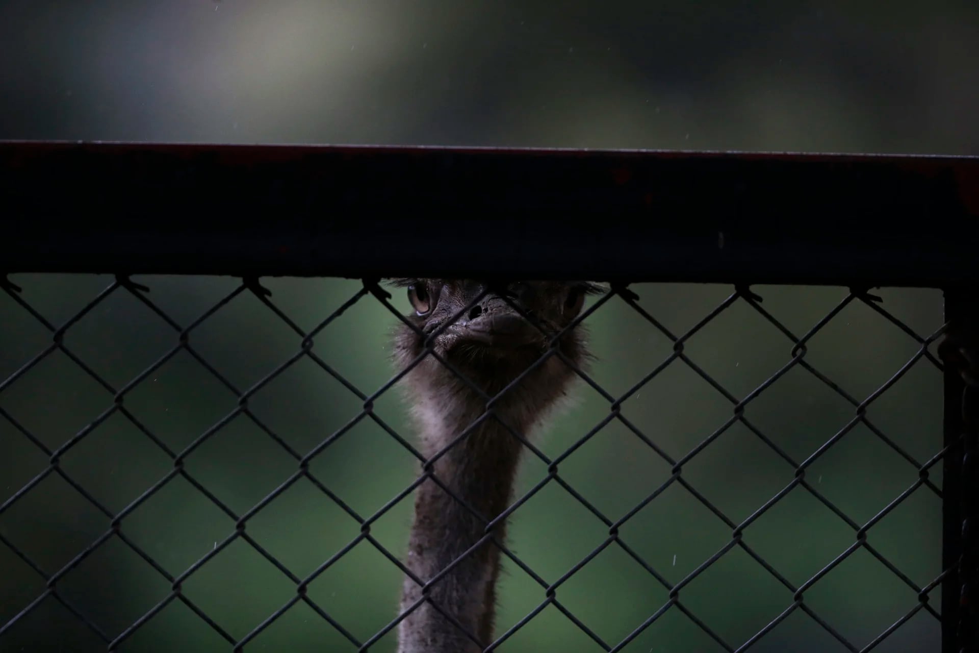Un avestruz mira a través de la trama abierta de una valla de tela metálica