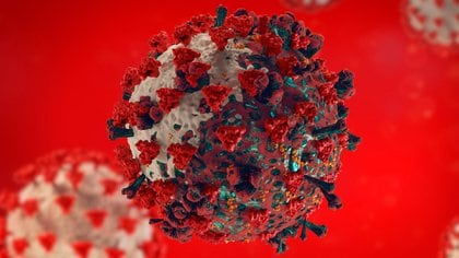 La variante el Reino Unido reúne 23 mutaciones del SARS-CoV-2, ocho de las cuales se encuentran en la región de la espícula viral que es la que le permite al virus unirse a la célula humana, ingresar al organismo y empezar a replicarse  (Shutterstock)