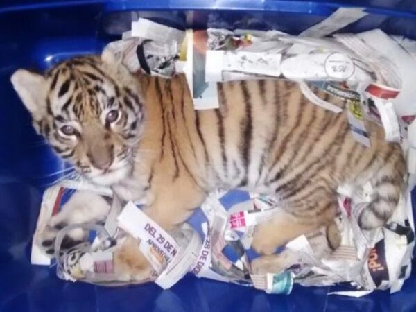 El pequeño tigre estaba dentro de la caja que tenía orificios para que pudiera respirar. Detuvieron al hombre que iba a recibir la encomienda en Querétaro