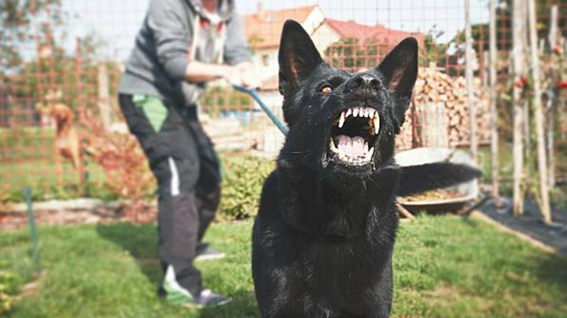 La reacción de un perro puede ser agresiva si no conoce a quien intenta tocarlo (Getty)