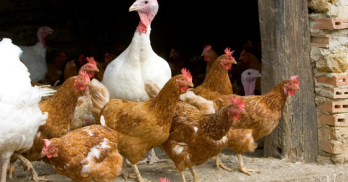 What are the reasons for the bird flu epidemics that are progressing in South America?
